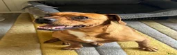 Mixed Breed dogs for adoption: Sweet Todor looking for LOVE - Advert 16