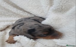 Cockapoo dogs for sale: The best cockapoos  - Image 22