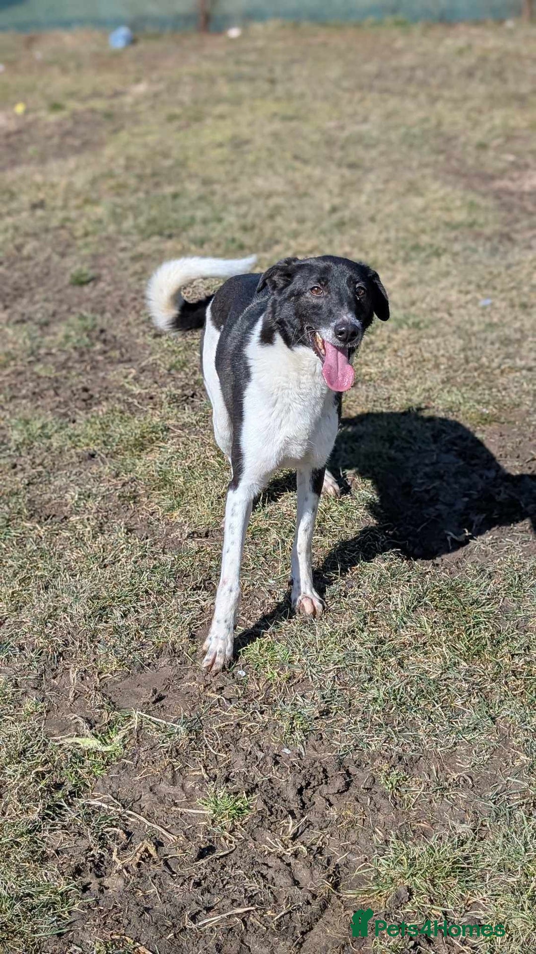 Mixed Breed dogs for adoption: Ferris for adoption - Advert 7