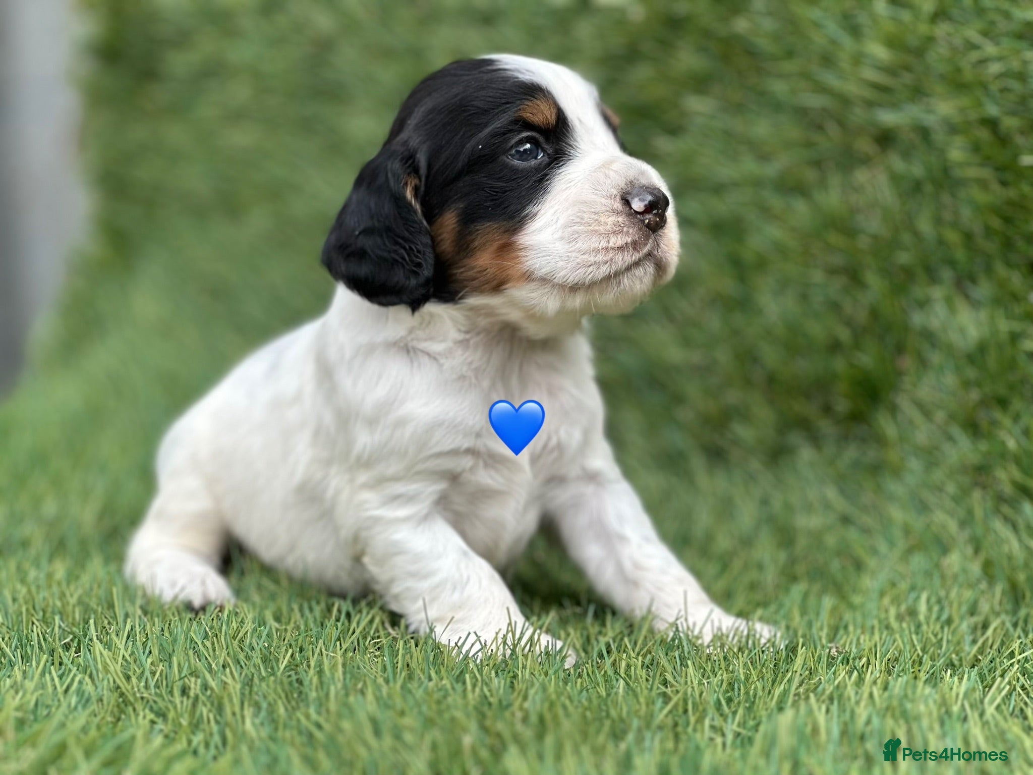 Cocker Spaniel dogs Outstanding Cocker Spaniel Puppies - Advert 1