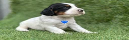 Cocker Spaniel dogs for sale: Outstanding Cocker Spaniel Puppies - Advert 1