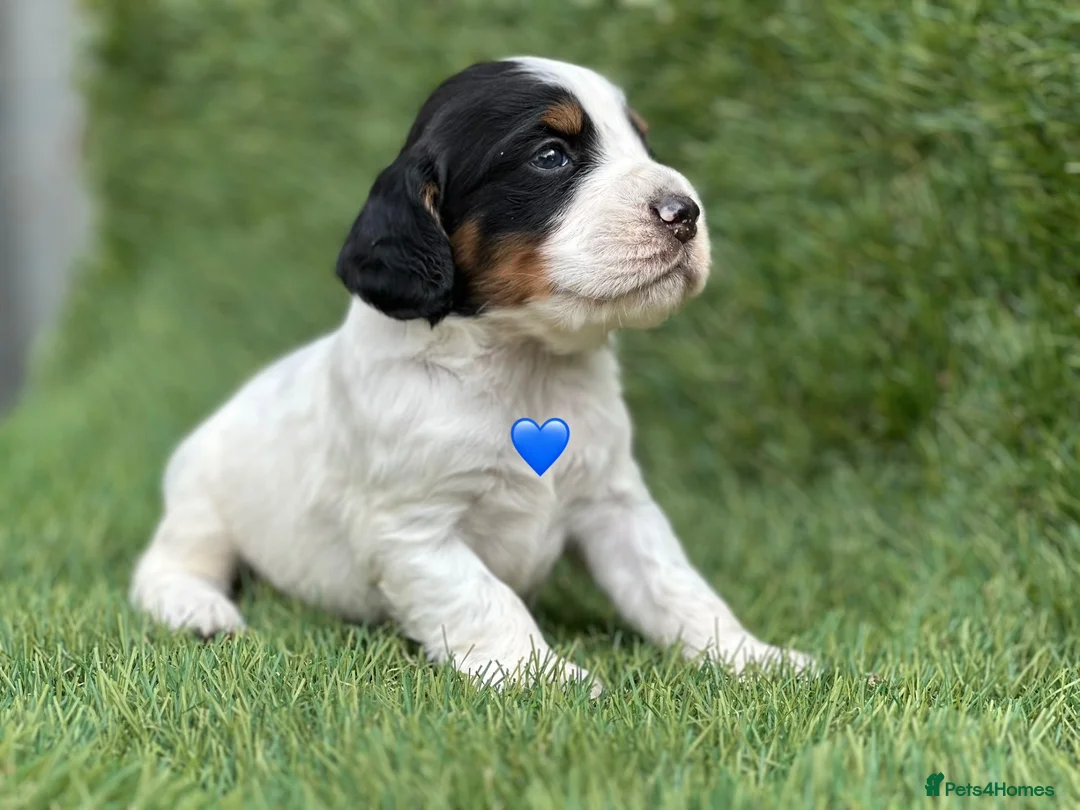 Cocker Spaniel dogs for sale: Outstanding Cocker Spaniel Puppies - Advert 1