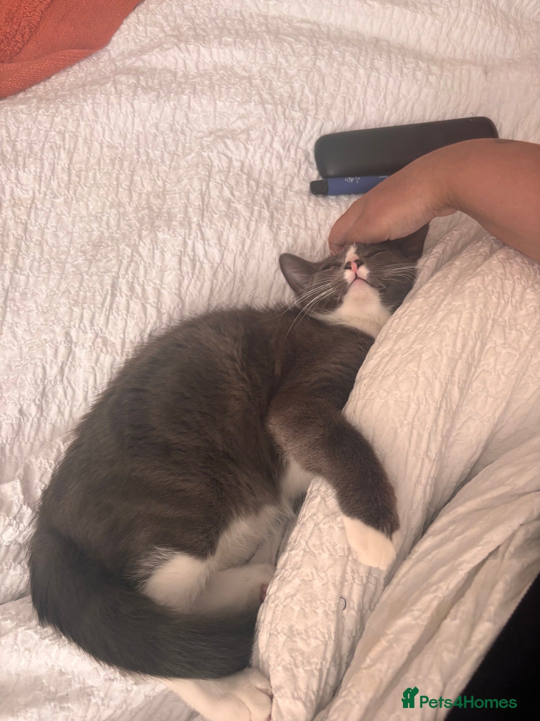 Mixed Breed cats for sale: Boy cat for rehoming - Image 5