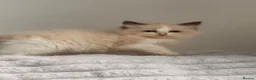 Ragdoll cats for sale: Stunning READY TO LEAVE RAGDOLLS - Advert 13