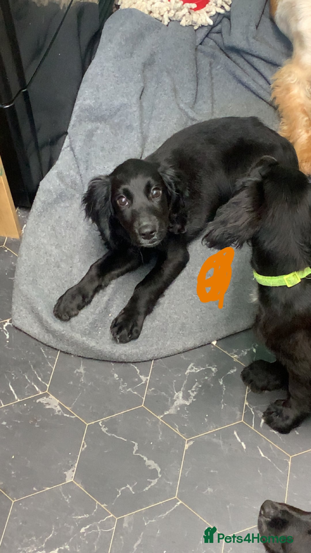 Cocker Spaniel dogs for sale: 3 cocker spaniel girls - Image 13