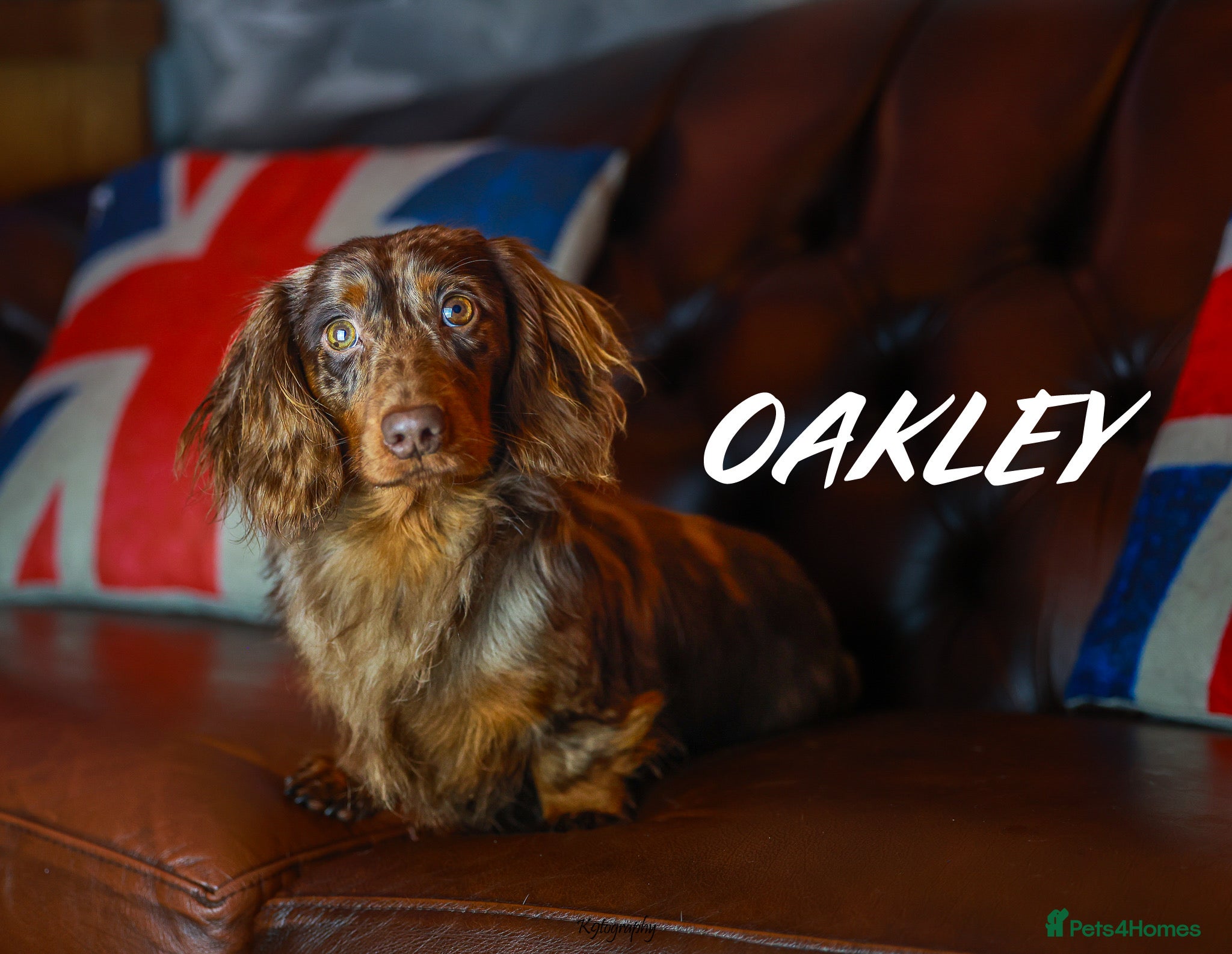 Miniature Dachshund dogs Wow oakley ,chocolate dapple stud  in Canvey Island - Advert 11