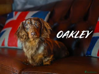 Miniature Dachshund dogs Wow oakley ,chocolate dapple stud in Canvey Island - Advert 4