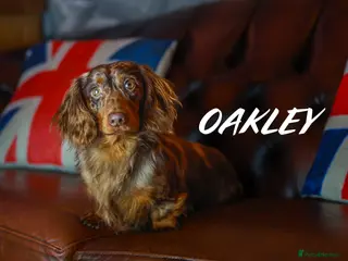Miniature Dachshund dogs Wow oakley ,chocolate dapple stud in Canvey Island - Advert 11