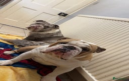 English Bulldog dogs for sale:  ASAP Needs to go to a good home! - Image 3