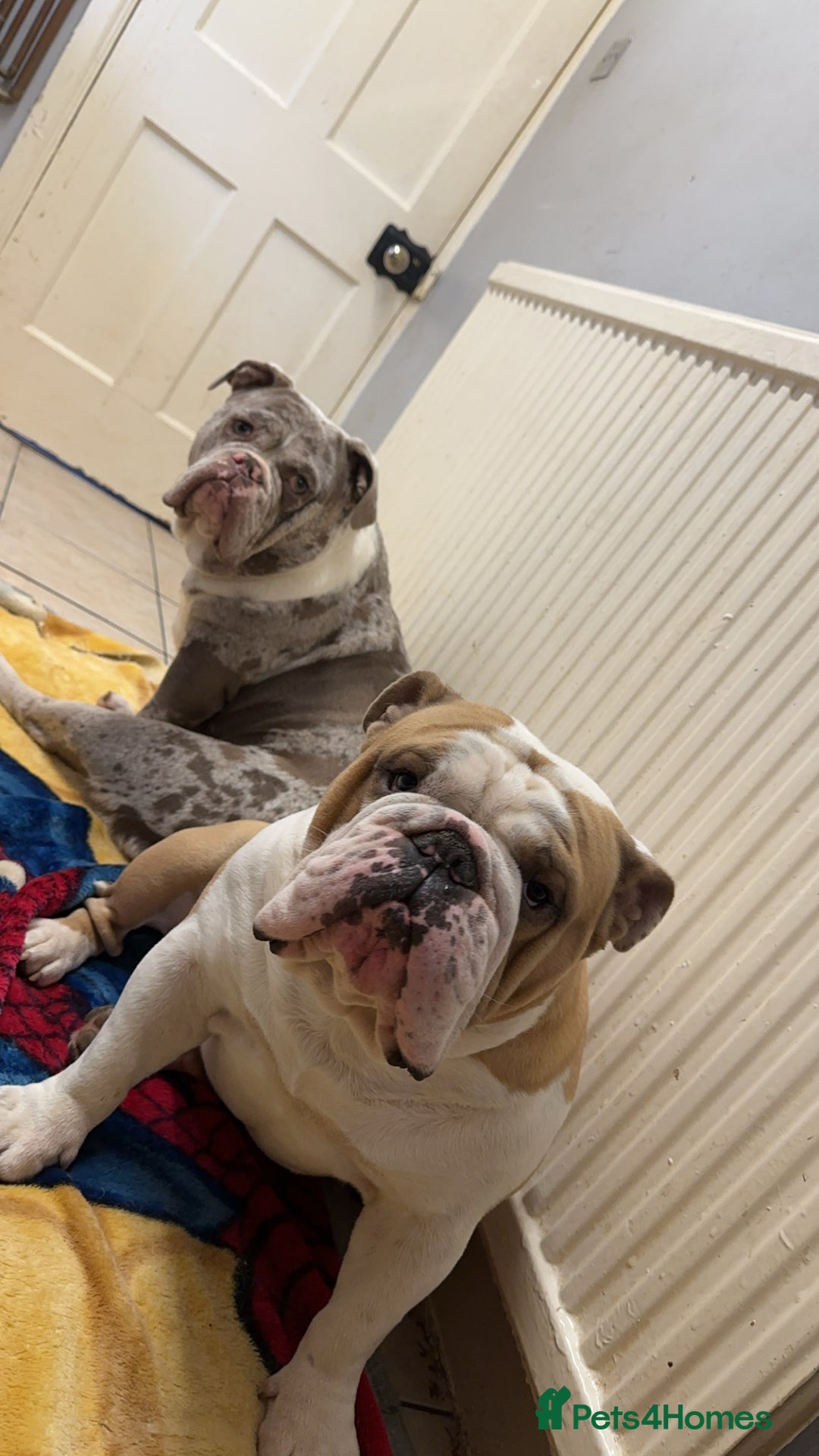 English Bulldog dogs for sale:  ASAP Needs to go to a good home! - Image 3