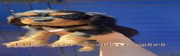 Cavalier King Charles Spaniel dogs for sale: 4 gorgeous Cavaliers for sale - Advert 4