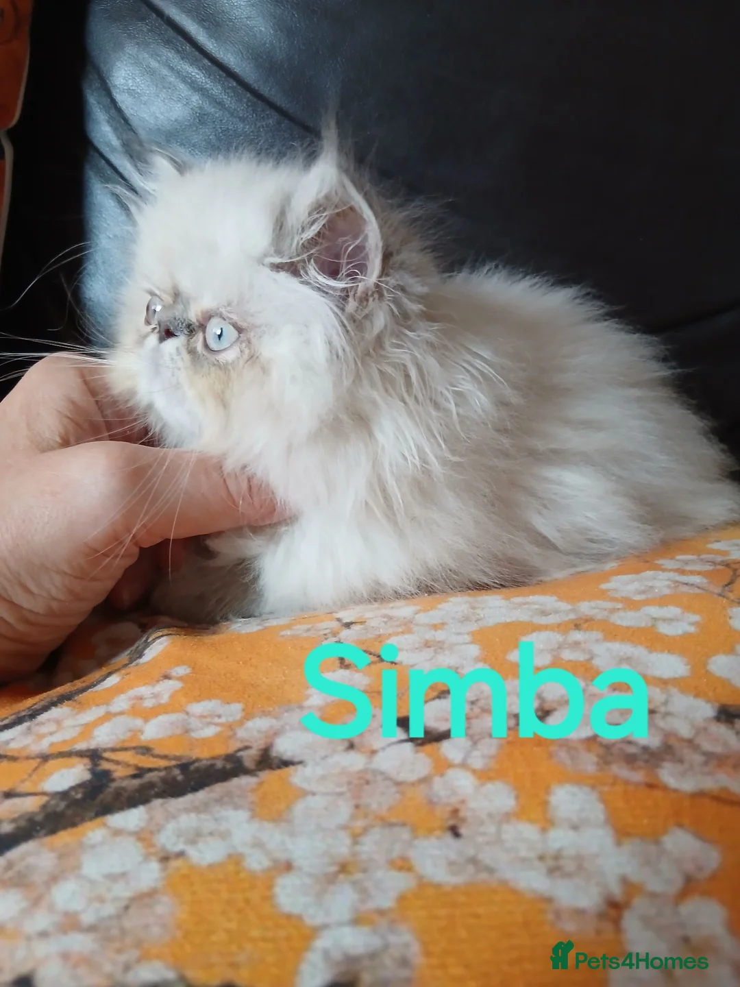 Persian cats for sale: STUNNING GCCF PERSIAN EXOTIC BABIES - Advert 2