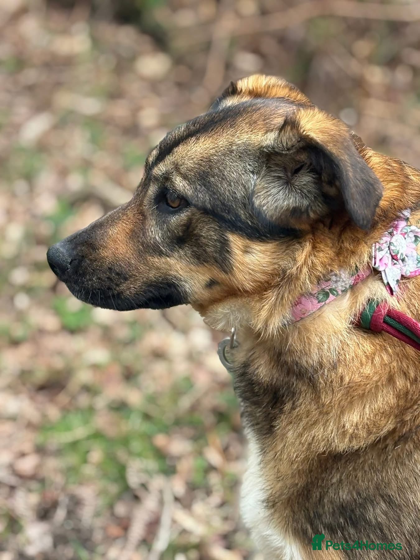 Mixed Breed dogs Nancy - Norwich Norfolk  - Advert 1