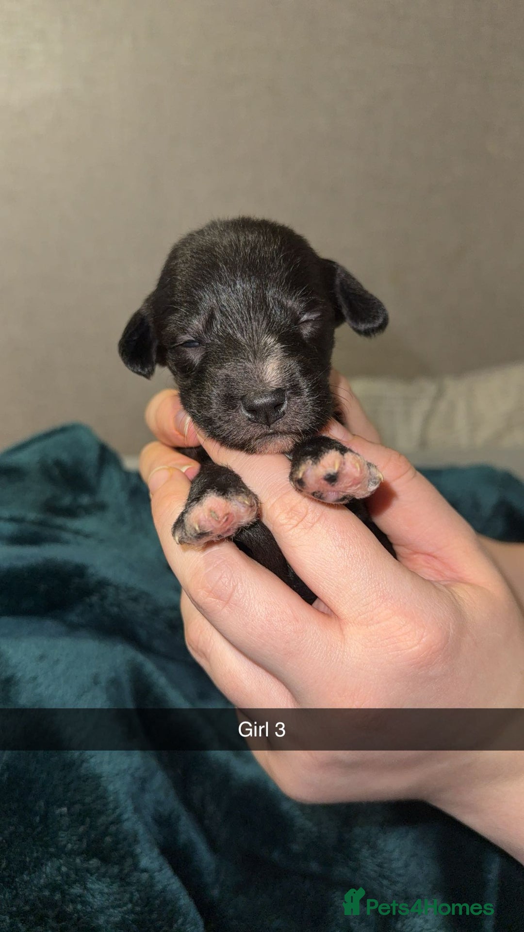 Lurcher dogs for sale: Bedding x whippet pups  - Advert 5