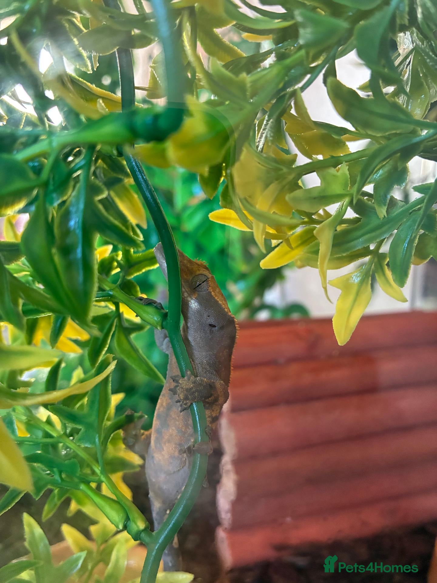 Gecko reptiles CRESTED GECKO - Advert 1