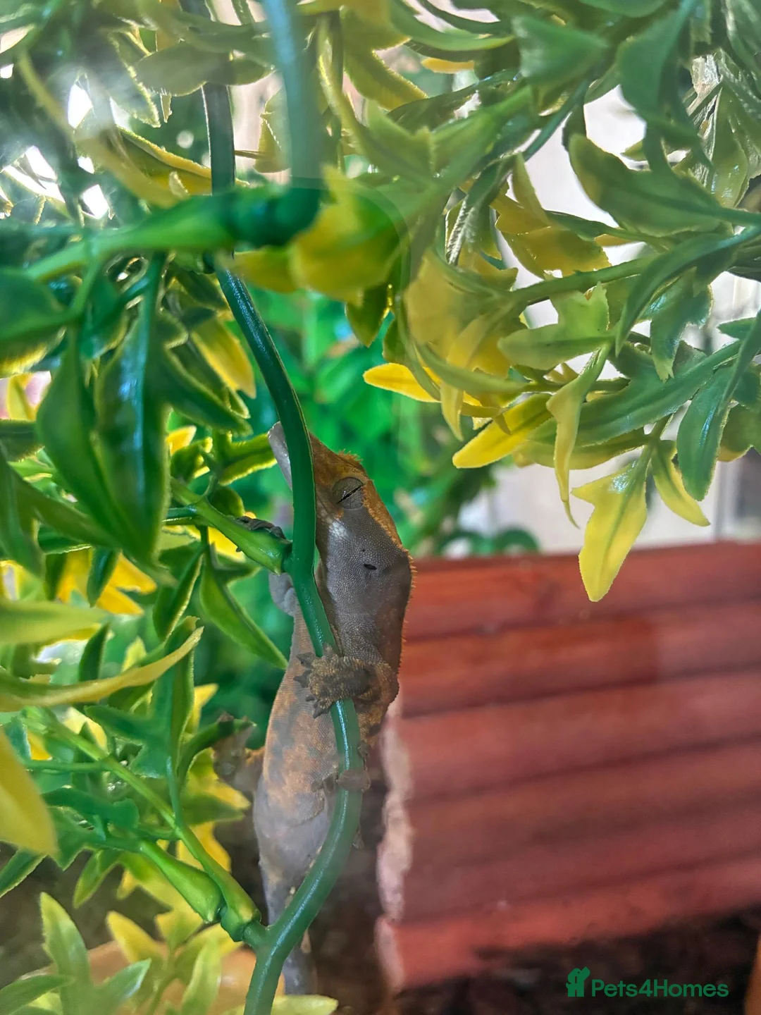 Gecko reptiles for sale: CRESTED GECKO - Advert 1