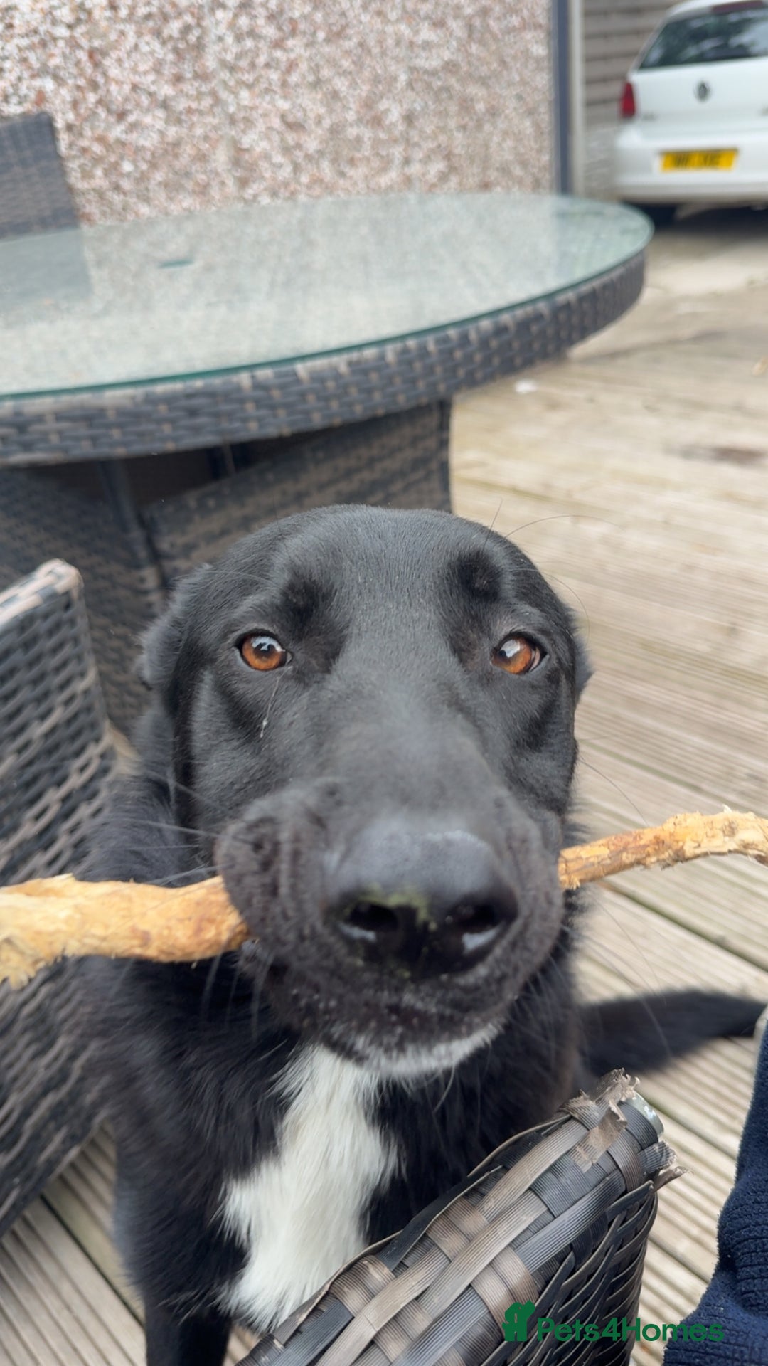 Mixed Breed dogs for sale: Ralphy my german shepherd cross border collie - Advert 2