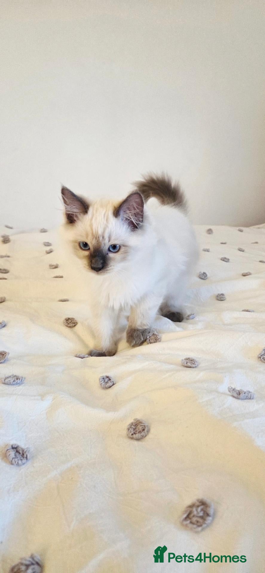 Ragdoll cats  2 Beautiful Ragdoll Boys 🐾 - Advert 1