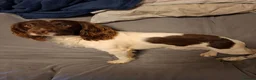 English Springer Spaniel dogs for stud: Liver/white PROVEN KC registered springer stud - Advert 2