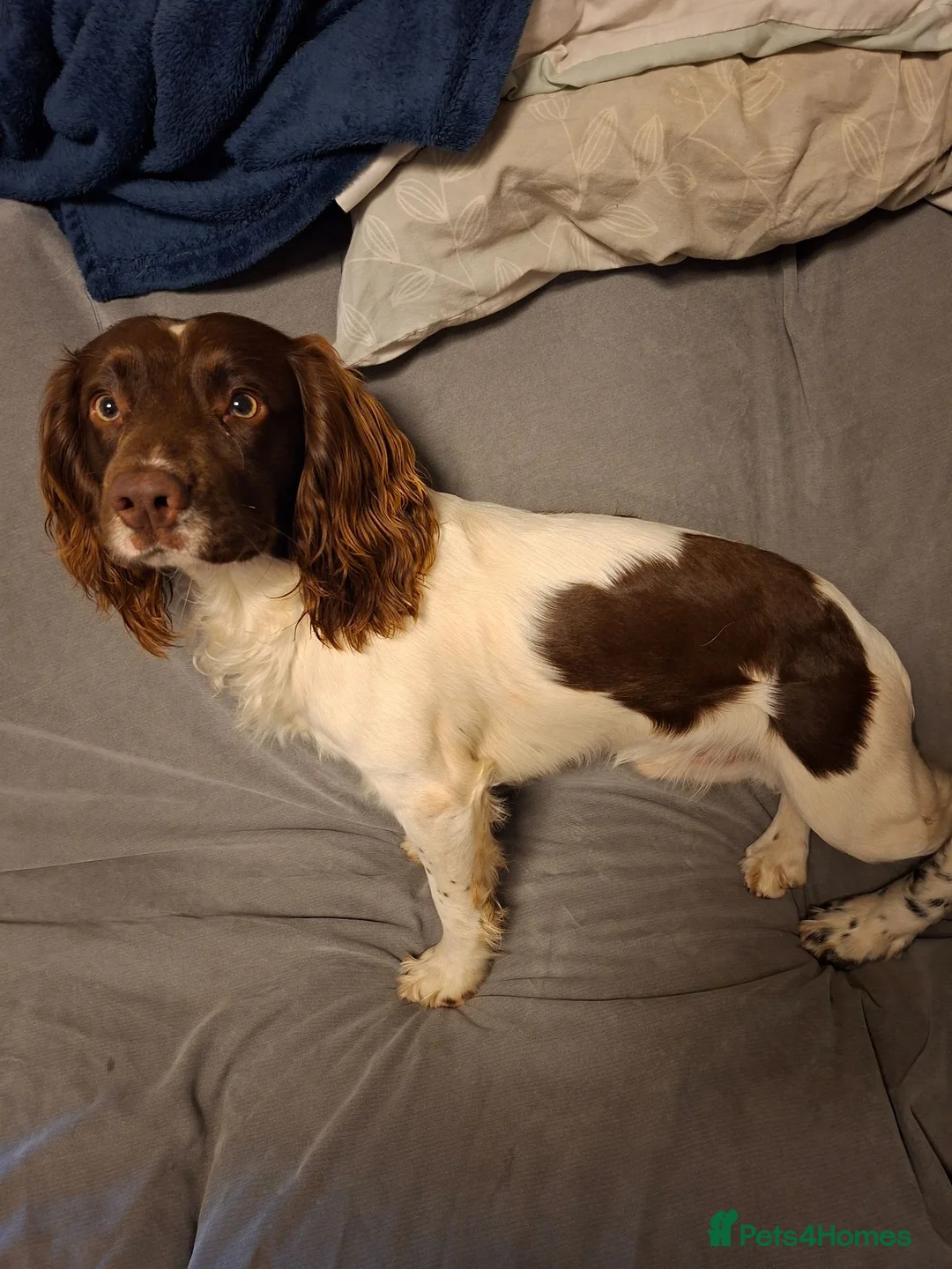 English Springer Spaniel dogs for stud: Liver/white PROVEN KC registered springer stud - Advert 2