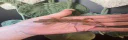 Gecko reptiles for sale: Crested Gecko Babies - Advert 10