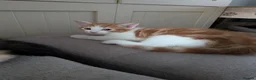 Mixed Breed cats for sale: Three beautiful kittens ready for their new homes - Advert 7