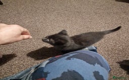 Mixed Breed cats for sale: Kittens ready to find homes - Image 18