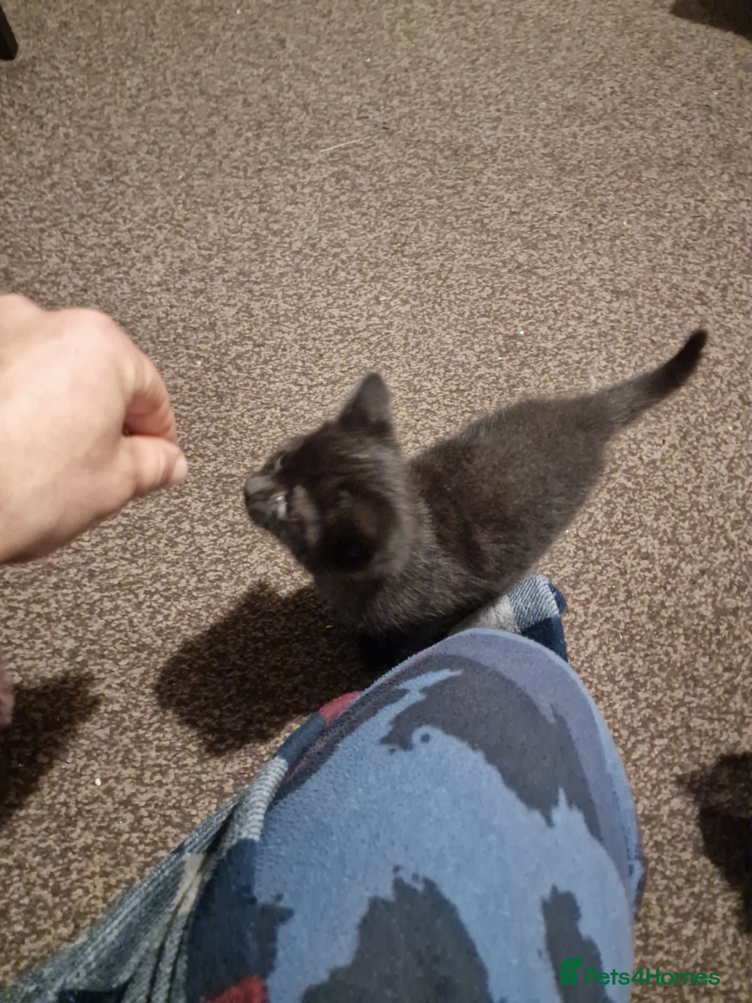 Mixed Breed cats for sale: Kittens ready to find homes - Image 18