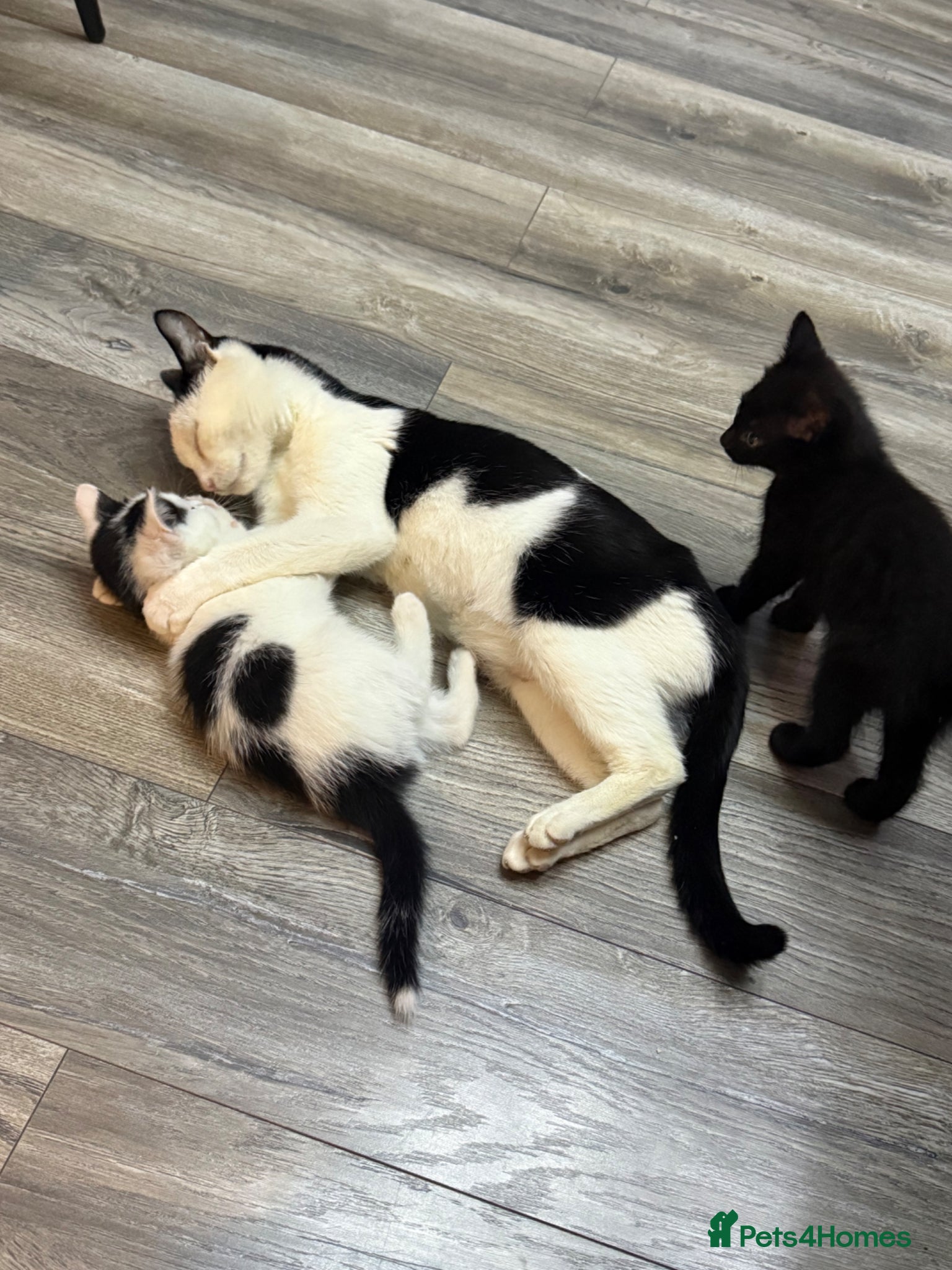 Mixed Breed cats Kittens  - Advert 2