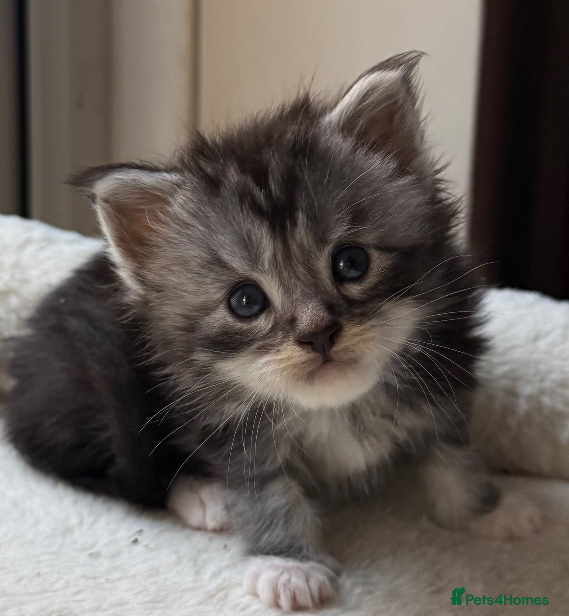 Maine Coon cats TICA Reg Mainecoon Blue & Black Smoke & Tabby  - Advert 3