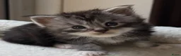 Maine Coon cats for sale: TICA Reg Mainecoon Blue & Black Smoke & Tabby  - Advert 1