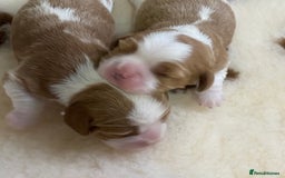 Cavalier King Charles Spaniel dogs for sale: KC Reg. BOYS DNA clear and Health Tested Parens - Image 6