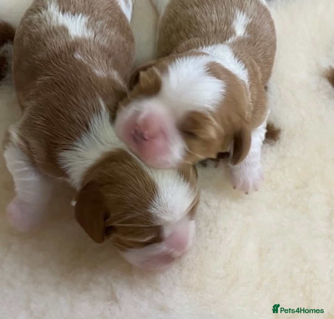 Cavalier King Charles Spaniel dogs for sale: KC Reg. BOYS DNA clear and Health Tested Parens - Image 6