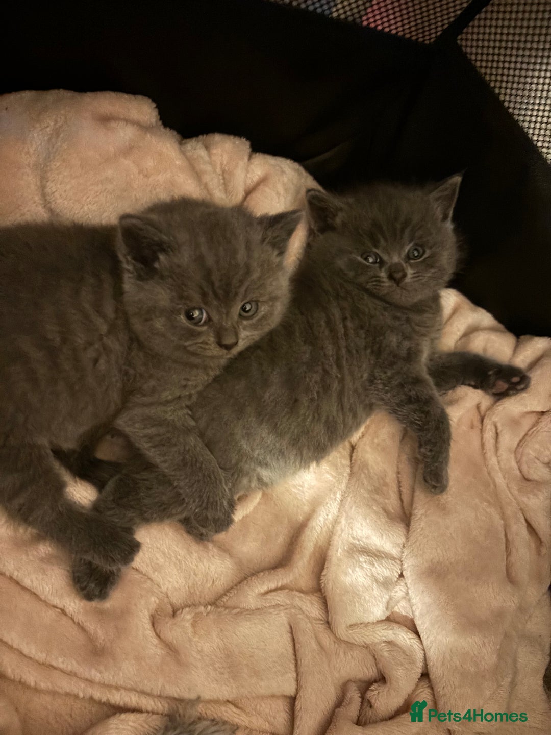 British Shorthair cats for sale: 4 British shorthairs kitten looking new home🐱🐱🐱 - Advert 5