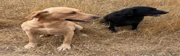 Labrador Retriever dogs for sale: Beautiful Yellow Female KC Registered Puppy - Advert 3
