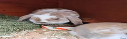 Mini Lop rabbits for sale: Mother & Bunnie for sale together  - Advert 9
