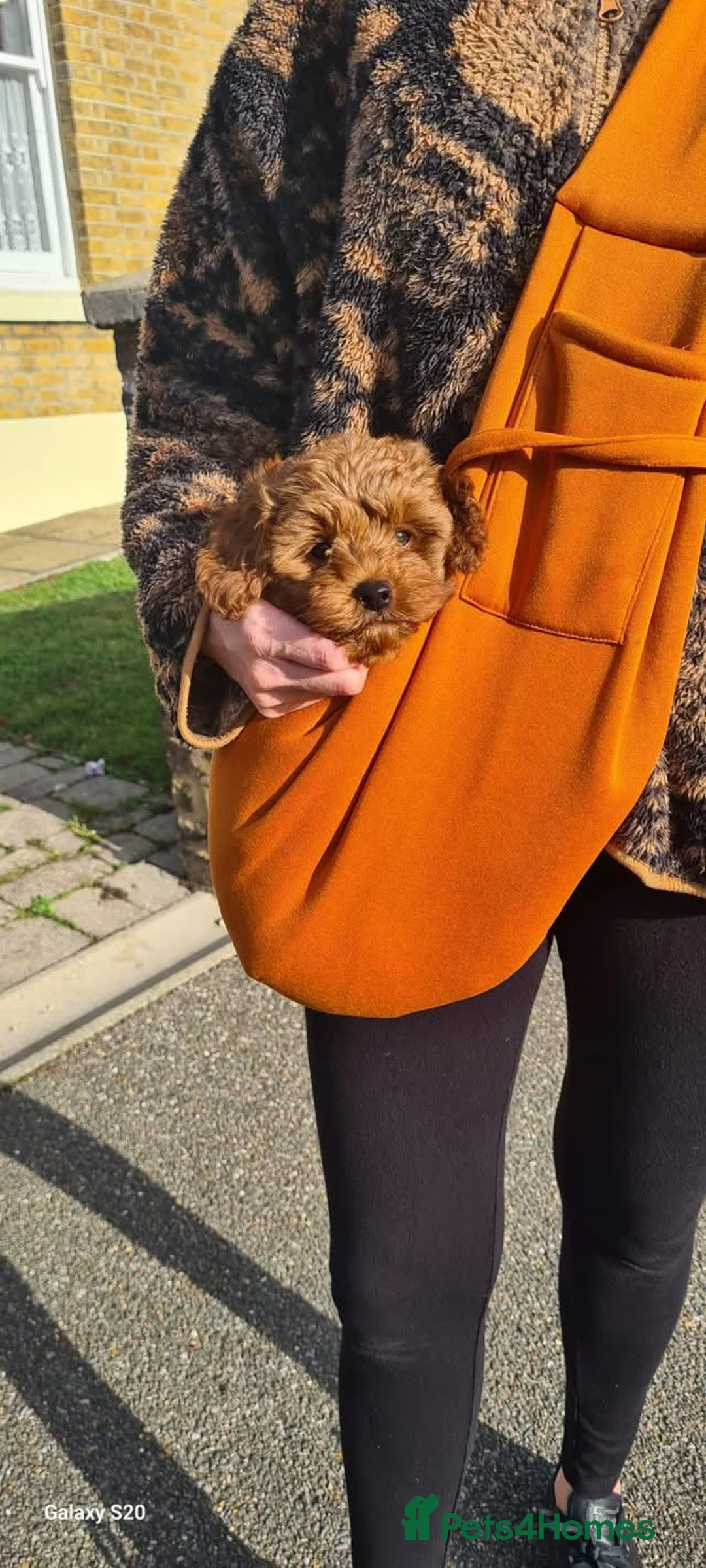 Toy Poodle dogs for stud: Charlie KC Toy poodle  extensively health tested  - Advert 22