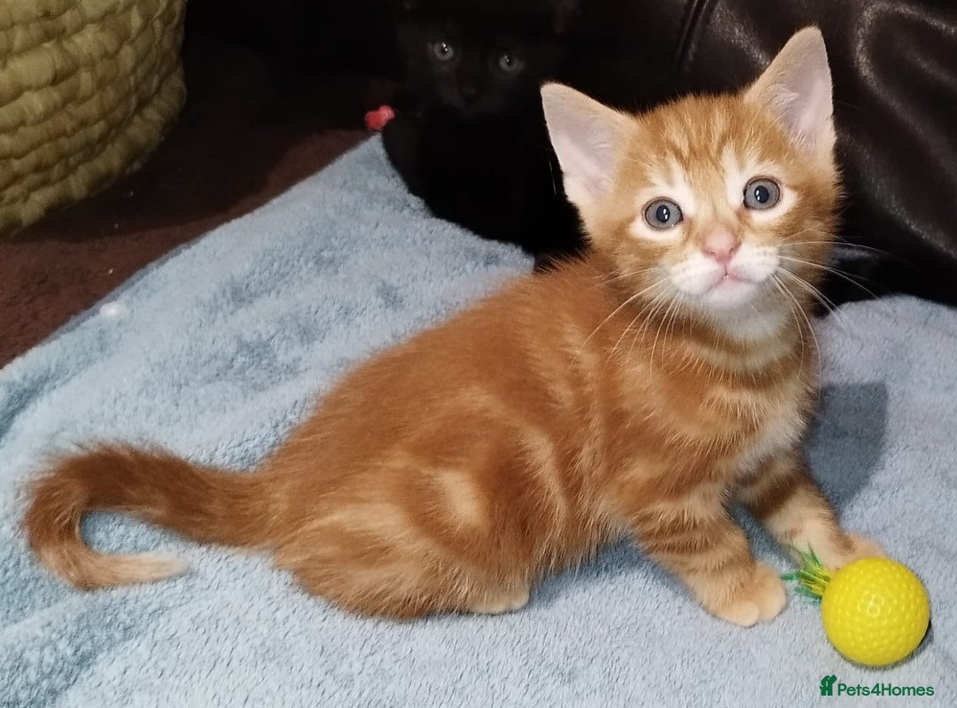 Mixed Breed cats for sale: Amazing, beautiful kittens 3 boys, 2 girls - Image 37