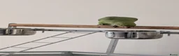 Parrots birds for sale: Pair of Indian Ringneck Parrots with Full Setup in Manchester - Advert 6