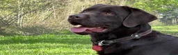 Labrador Retriever dogs for sale: KC REG CHOCOLATE LABRADOR PUPPIES  - Advert 9