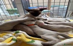 Siamese cats for sale: Siamese seal points  - Image 2