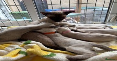 Siamese cats - Advert 14