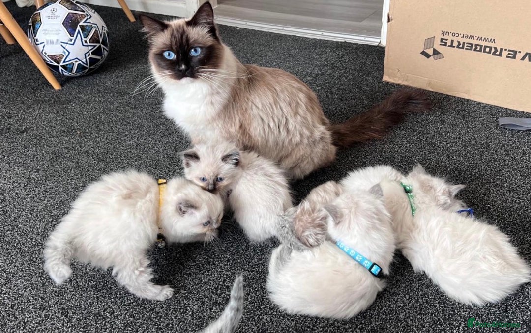 Ragdoll cats for sale: Beautiful Ragdoll Kittens ready to go!💙 - Image 28