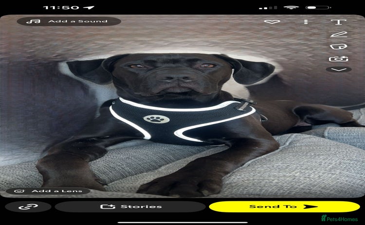 Mixed Breed dogs - Advert 1