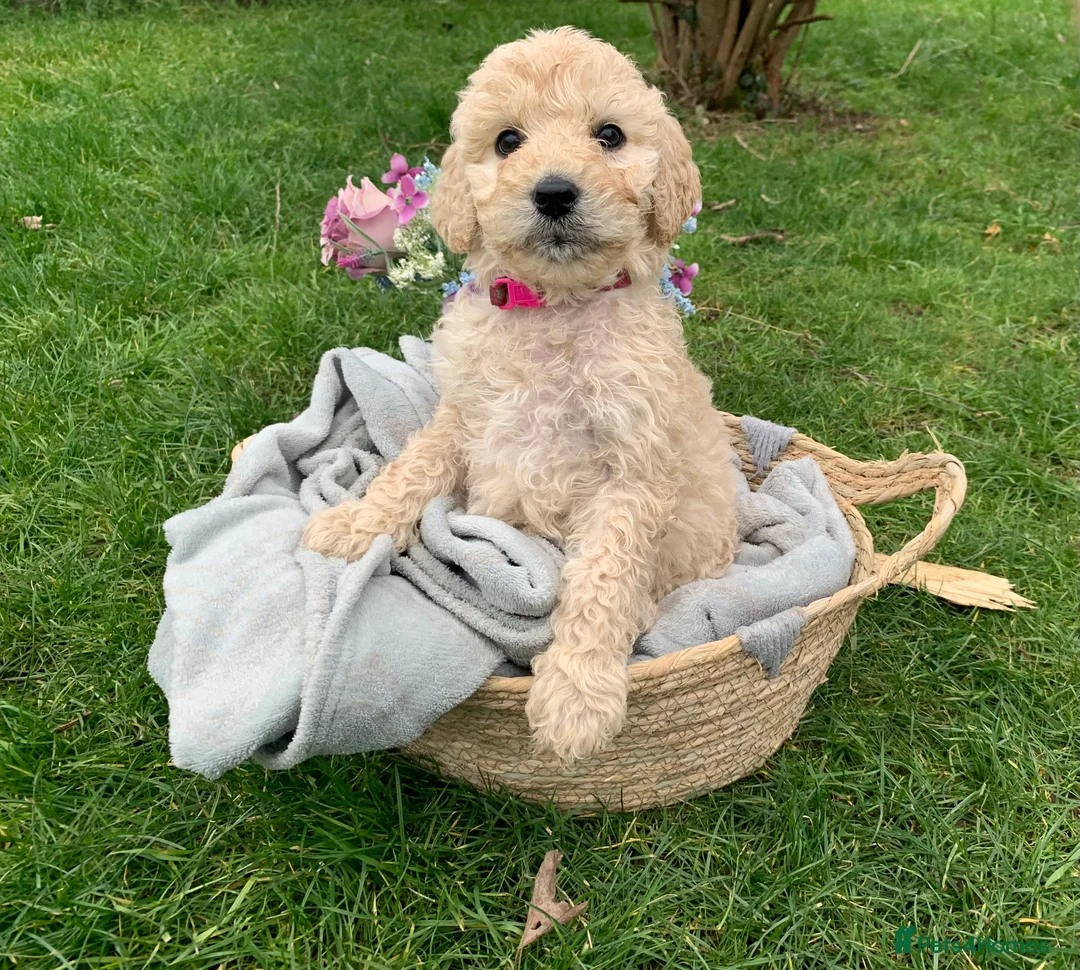 Goldendoodle dogs for sale: Standard GoldenDoodle Puppies - Advert 9