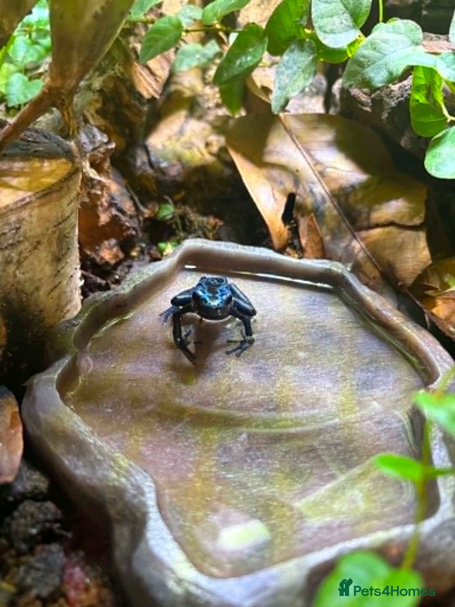 Frog reptiles Adult Female Blue Poison Dart Frog  - Advert 1