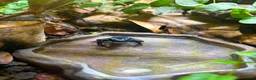 Frog reptiles for sale: Adult Female Blue Poison Dart Frog  in Watford - Advert 1
