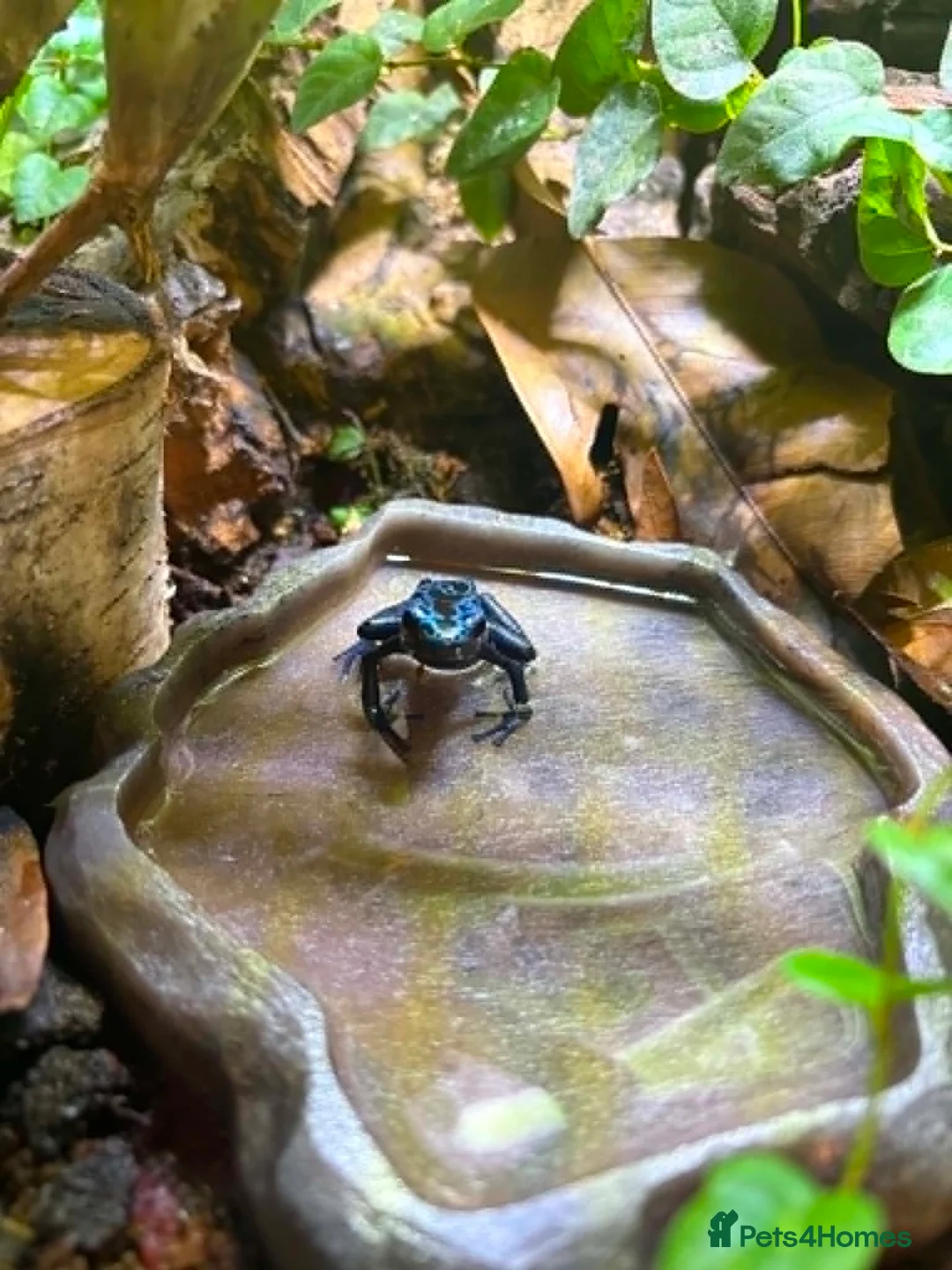 Frog reptiles for sale: Adult Female Blue Poison Dart Frog  in Watford - Advert 1