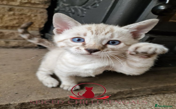 Bengal cats - Advert 6
