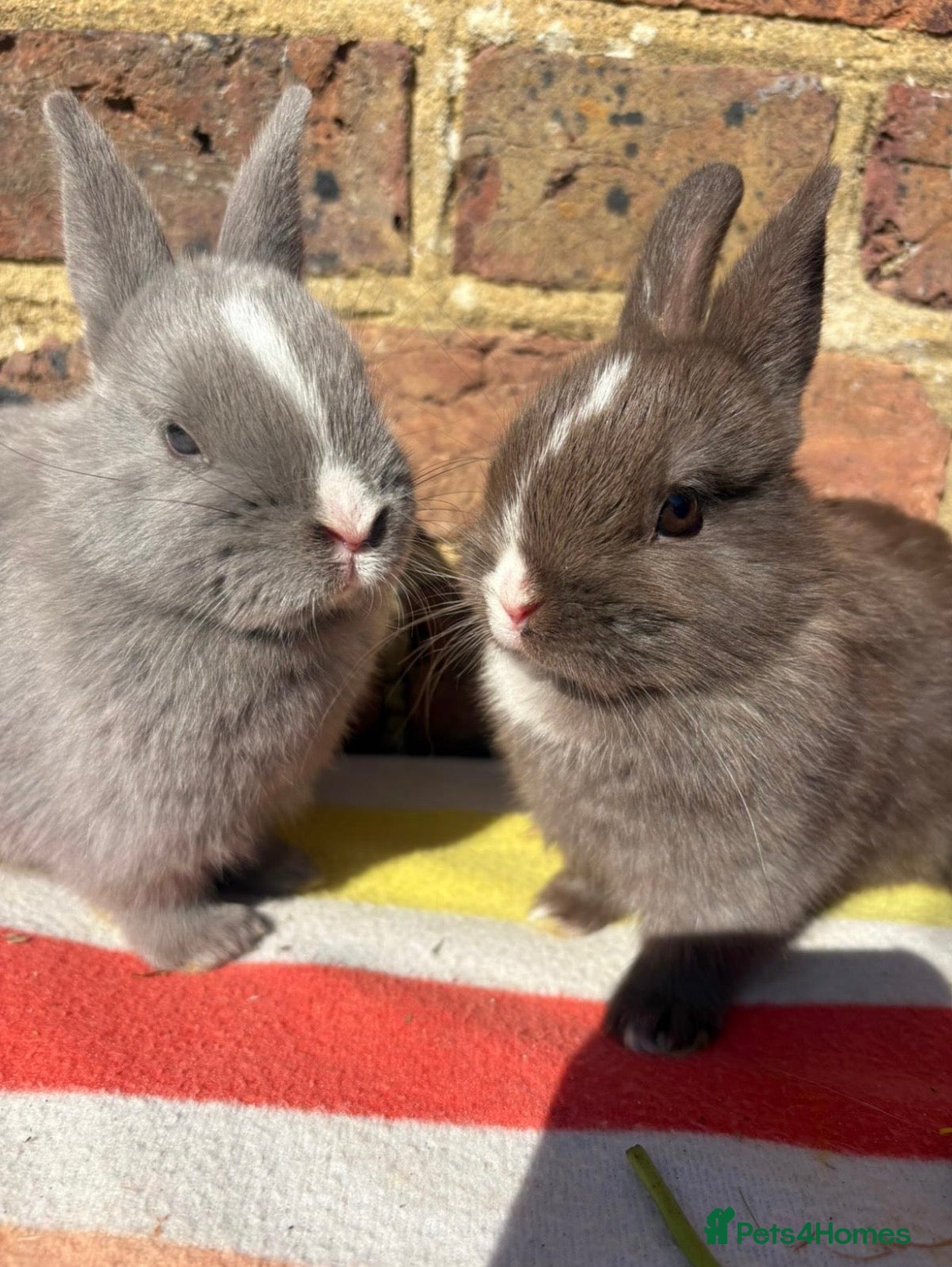 Netherland Dwarf rabbits for sale: Netherlands dwarf siblings in Swanley - Advert 1